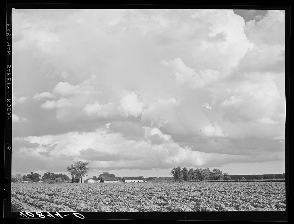 Field of tomatoes on a farm near Shiloh, North Carolina